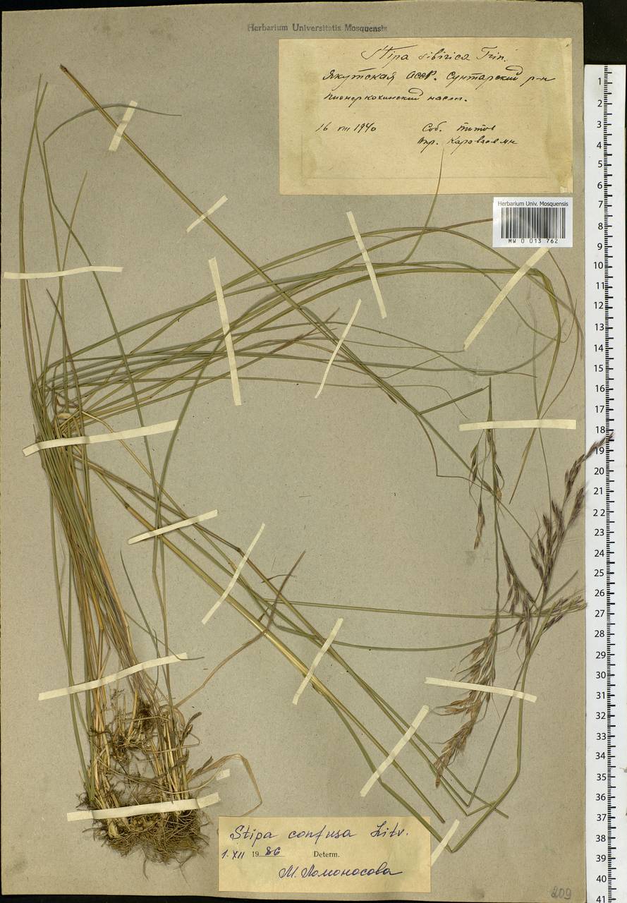 Achnatherum confusum (Litv.) Tzvelev, Siberia, Yakutia (S5) (Russia)