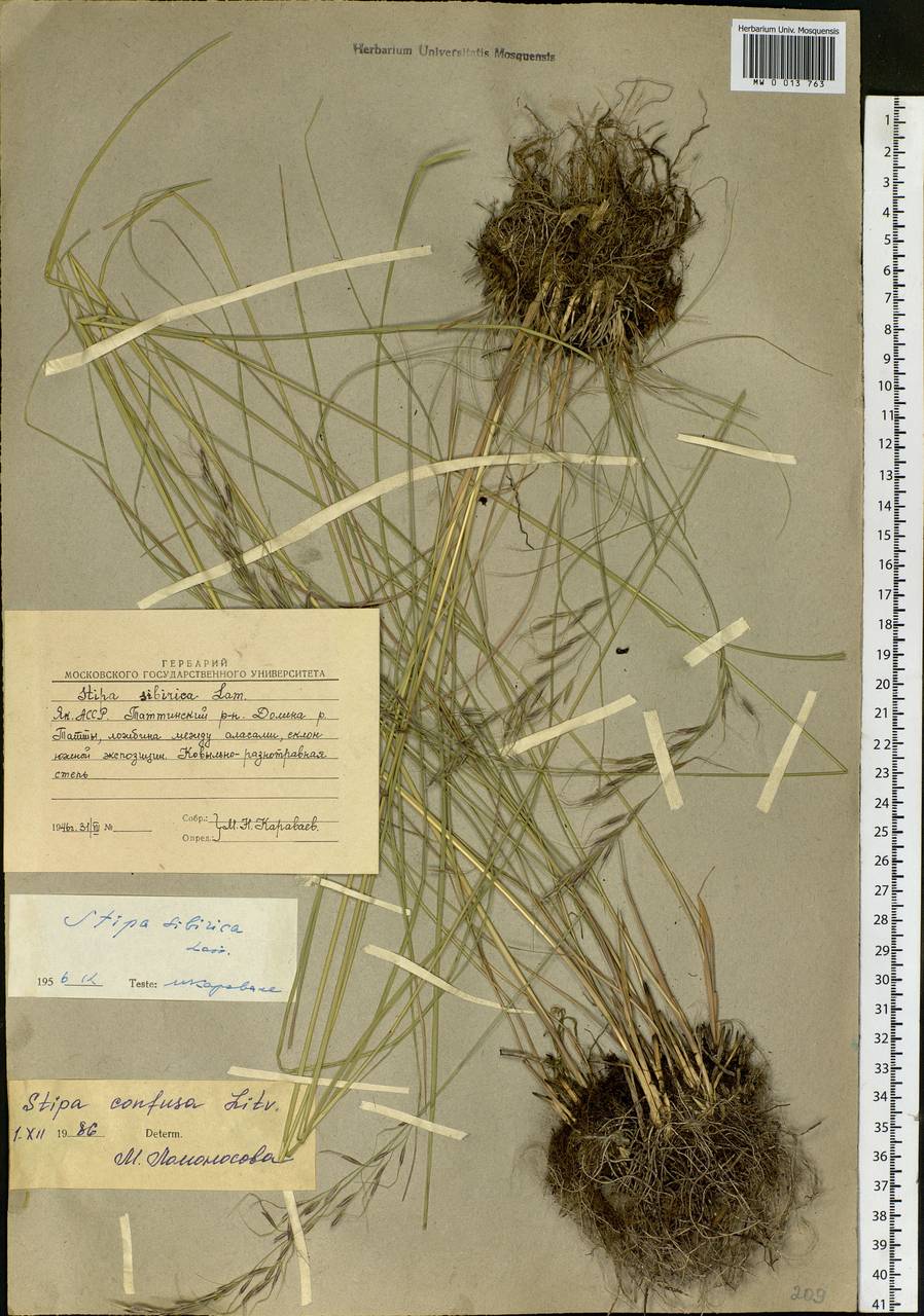 Achnatherum confusum (Litv.) Tzvelev, Siberia, Yakutia (S5) (Russia)