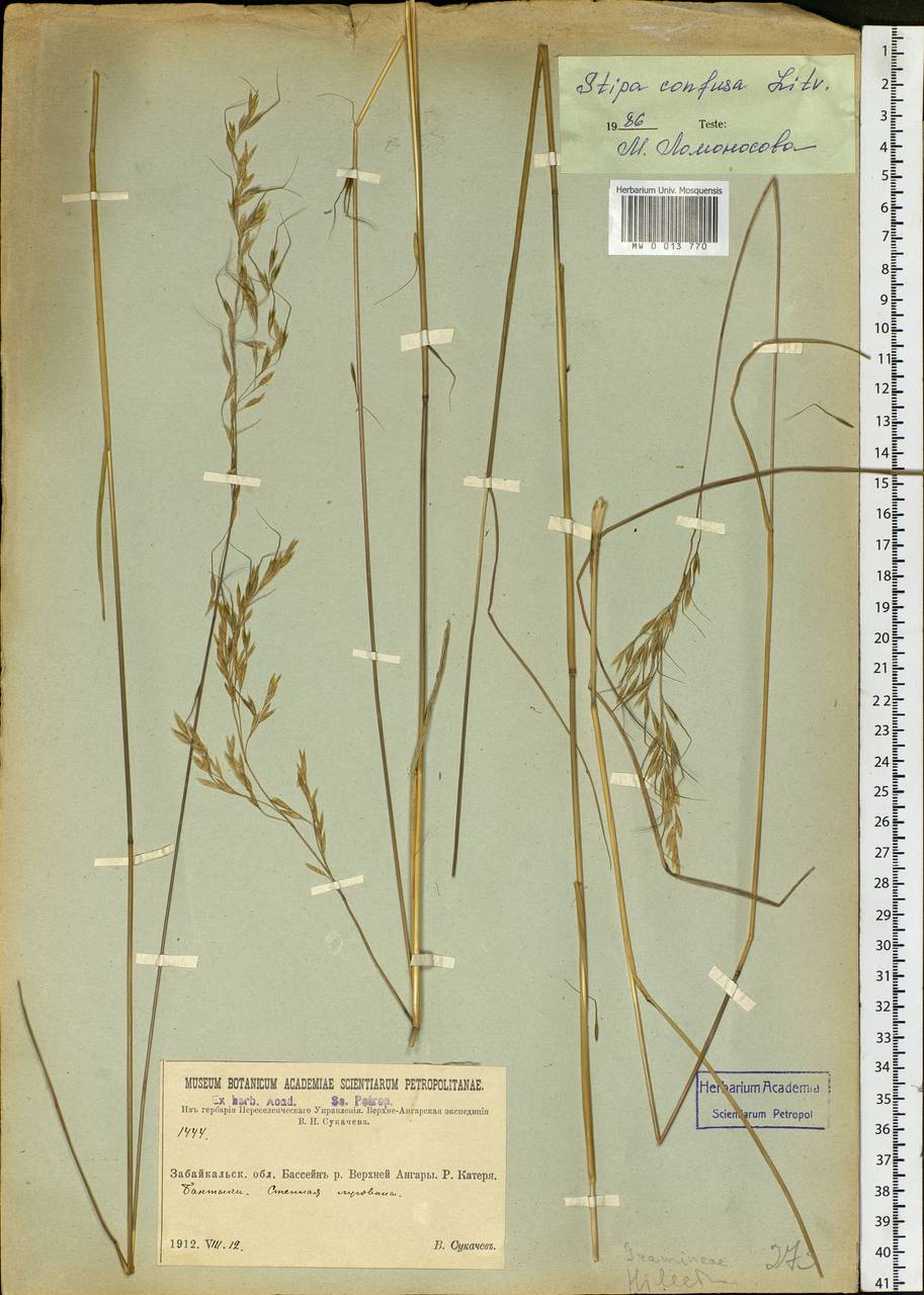Achnatherum confusum (Litv.) Tzvelev, Siberia, Baikal & Transbaikal region (S4) (Russia)
