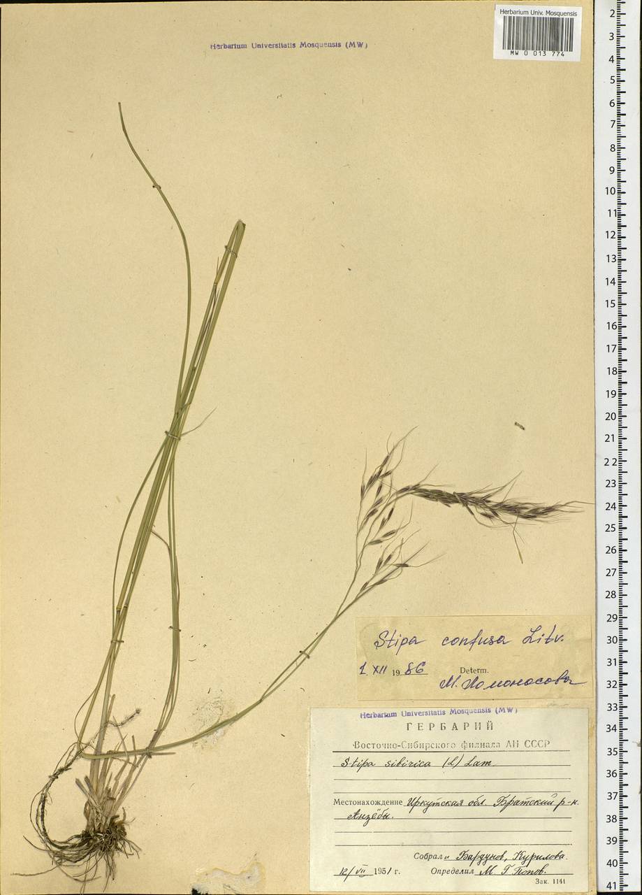 Achnatherum confusum (Litv.) Tzvelev, Siberia, Baikal & Transbaikal region (S4) (Russia)