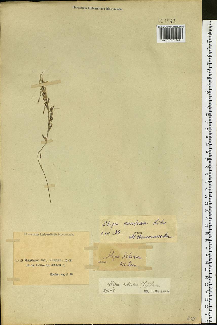 Achnatherum confusum (Litv.) Tzvelev, Siberia, Baikal & Transbaikal region (S4) (Russia)
