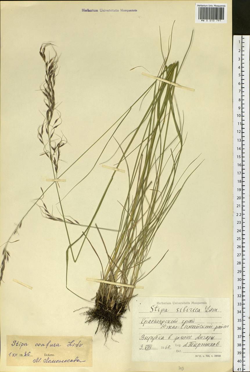 Achnatherum confusum (Litv.) Tzvelev, Siberia, Central Siberia (S3) (Russia)