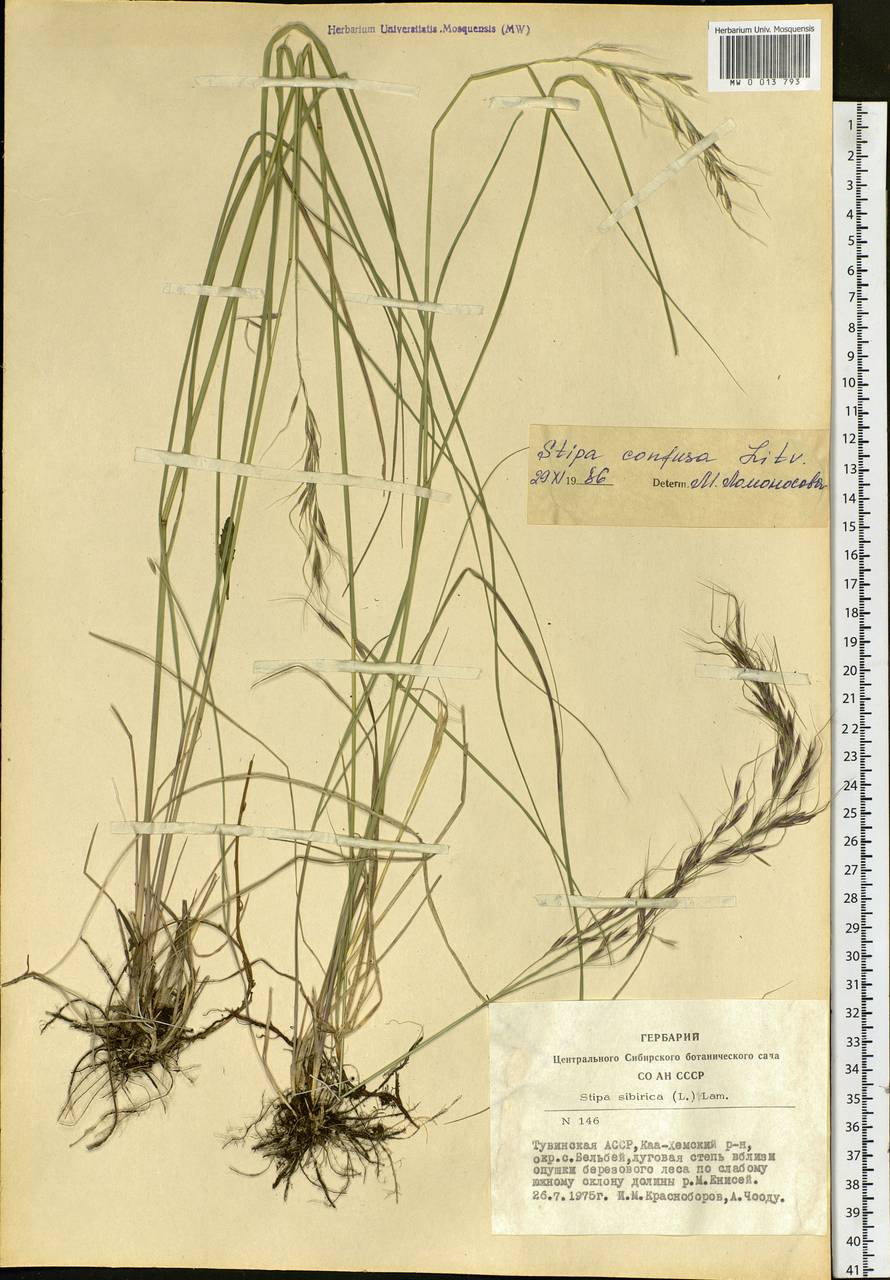 Achnatherum confusum (Litv.) Tzvelev, Siberia, Altai & Sayany Mountains (S2) (Russia)