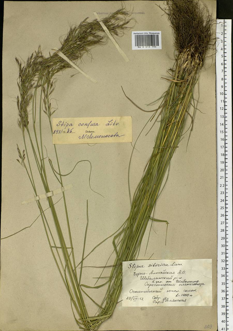 Achnatherum confusum (Litv.) Tzvelev, Siberia, Altai & Sayany Mountains (S2) (Russia)