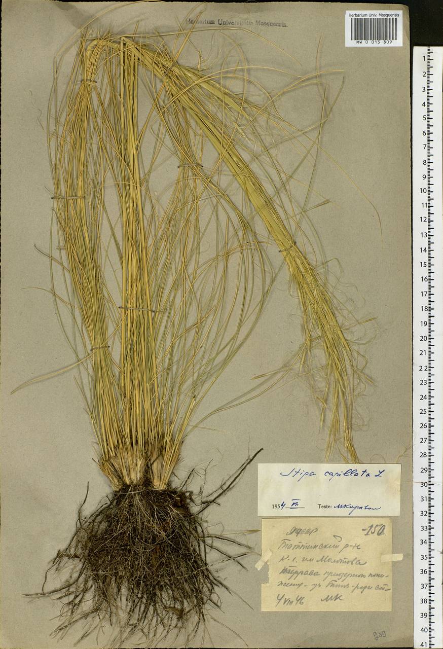 Stipa capillata L., Siberia, Yakutia (S5) (Russia)