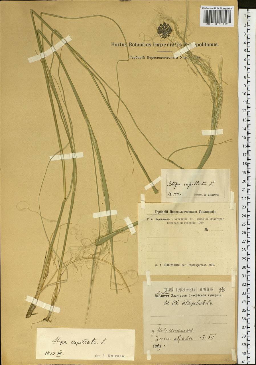 Stipa capillata L., Siberia, Central Siberia (S3) (Russia)