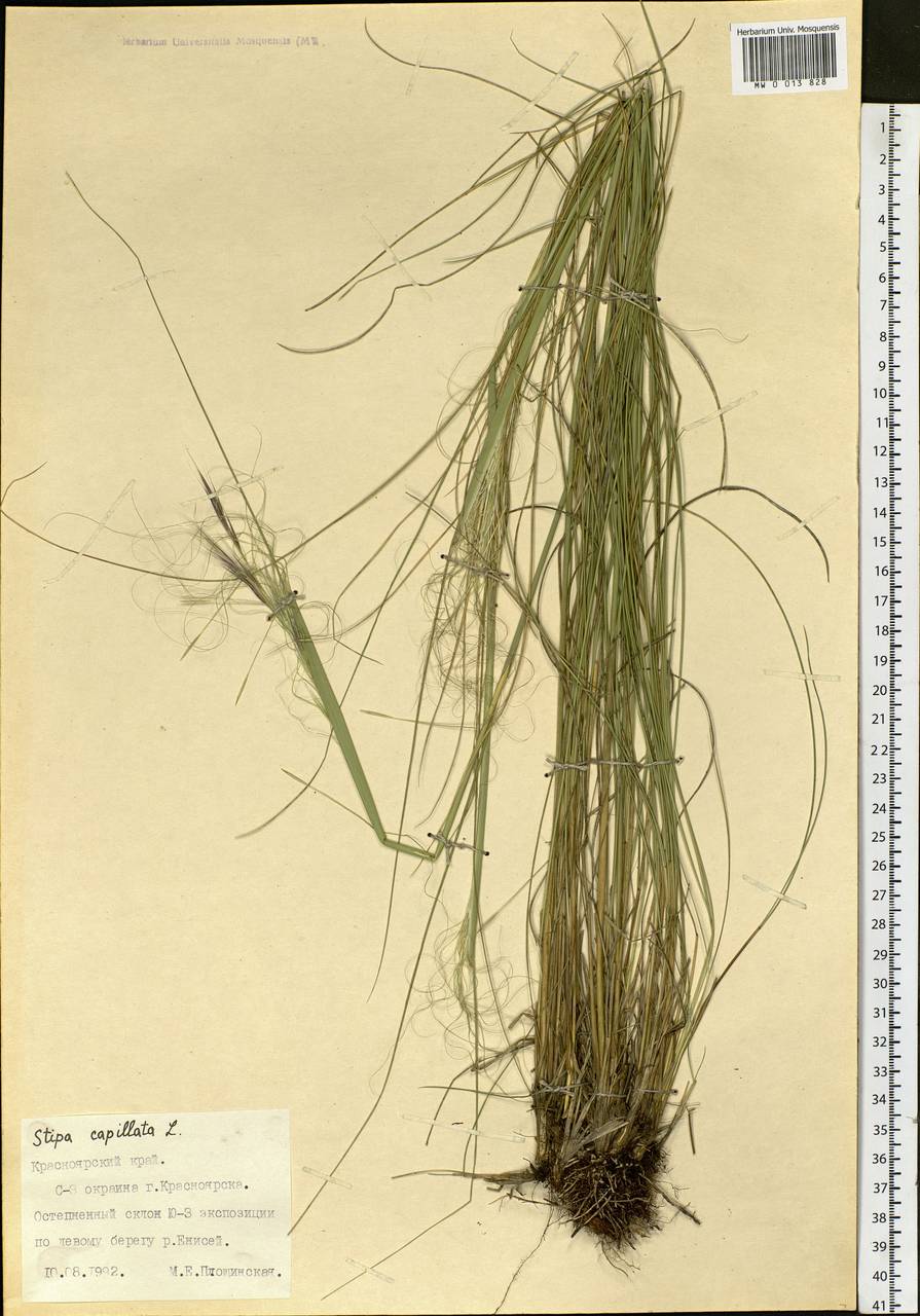 Stipa capillata L., Siberia, Central Siberia (S3) (Russia)