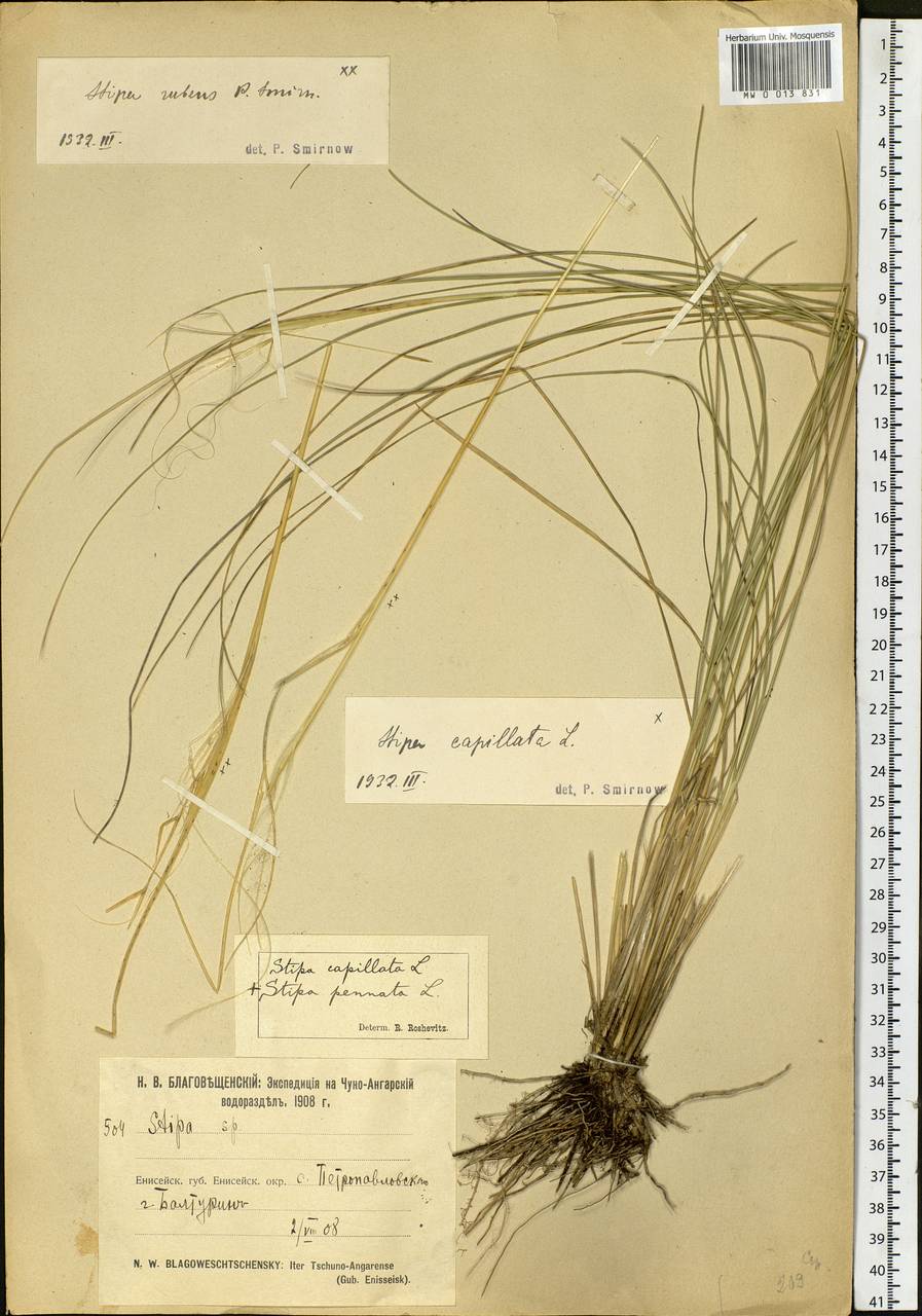 Stipa capillata L., Siberia, Baikal & Transbaikal region (S4) (Russia)