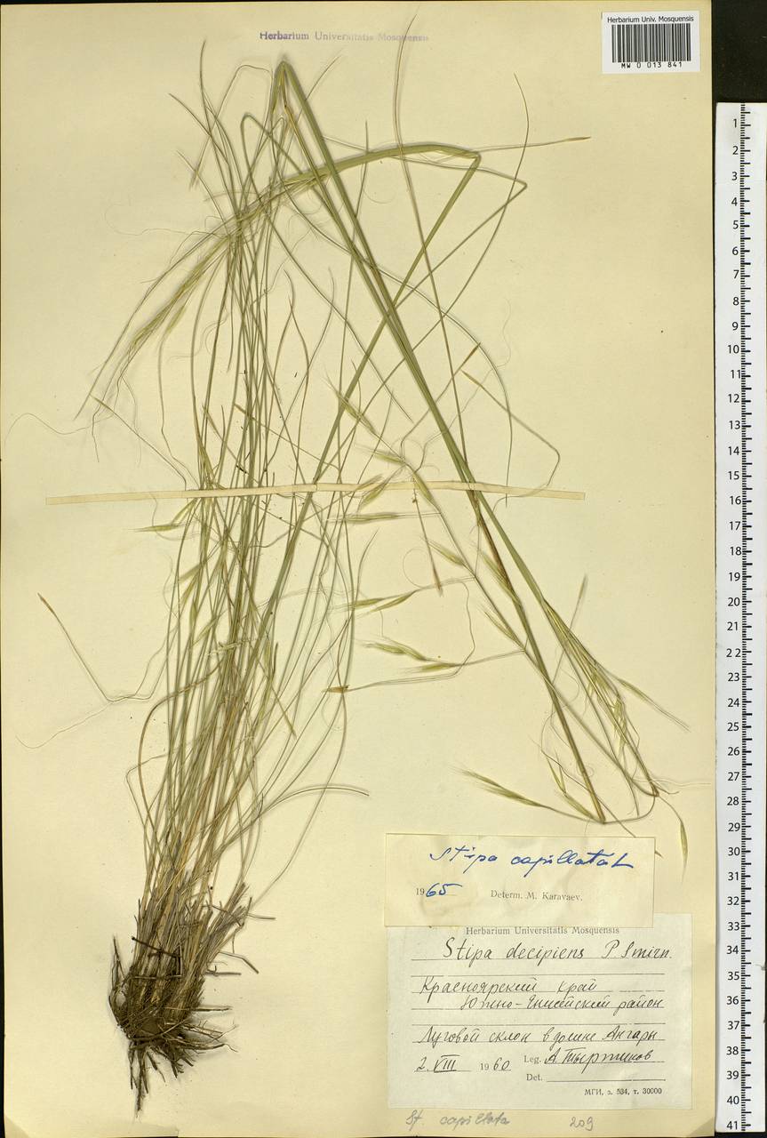 Stipa capillata L., Siberia, Central Siberia (S3) (Russia)