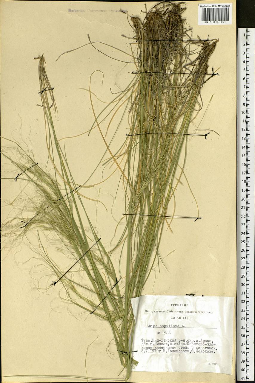 Stipa capillata L., Siberia, Altai & Sayany Mountains (S2) (Russia)