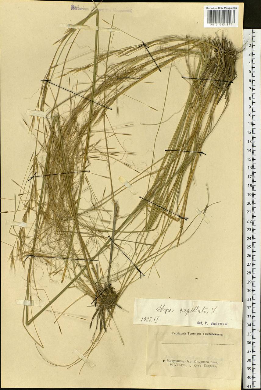 Stipa capillata L., Siberia, Altai & Sayany Mountains (S2) (Russia)