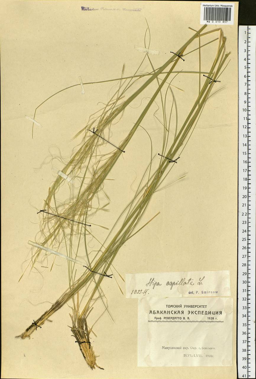 Stipa capillata L., Siberia, Altai & Sayany Mountains (S2) (Russia)