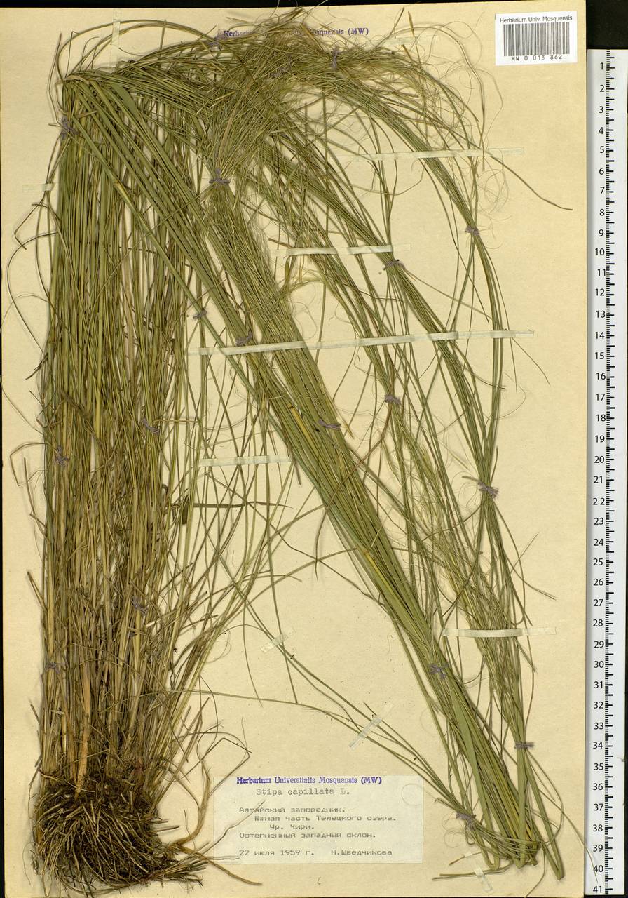 Stipa capillata L., Siberia, Altai & Sayany Mountains (S2) (Russia)