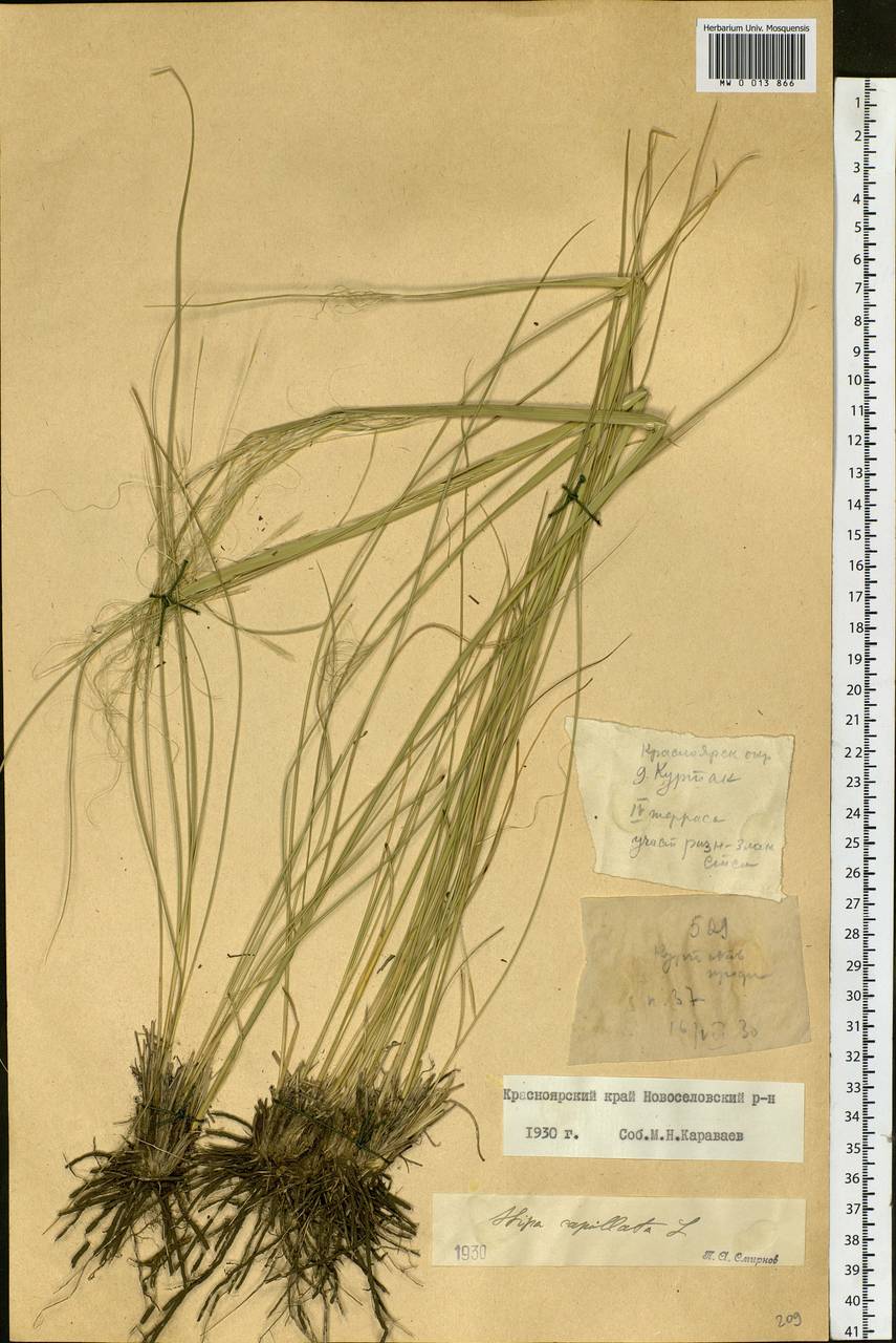 Stipa capillata L., Siberia, Altai & Sayany Mountains (S2) (Russia)