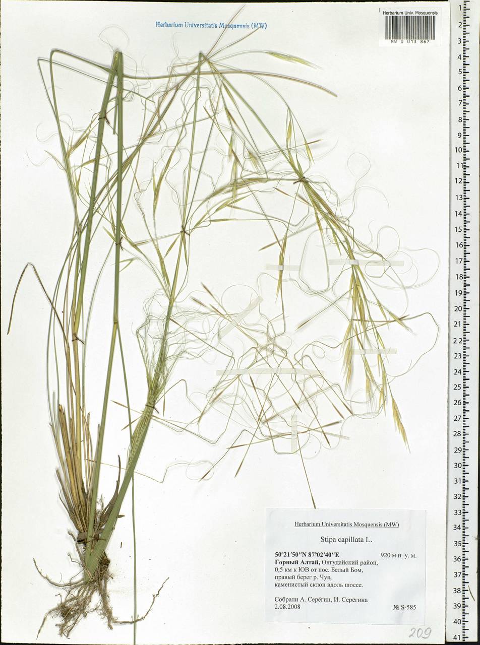 Stipa capillata L., Siberia, Altai & Sayany Mountains (S2) (Russia)