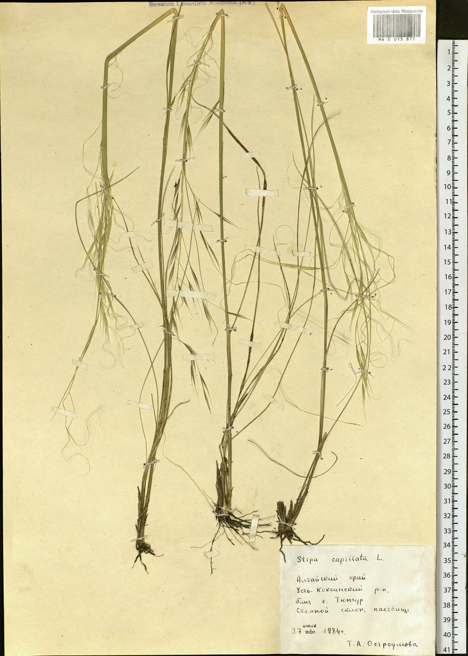 Stipa capillata L., Siberia, Altai & Sayany Mountains (S2) (Russia)