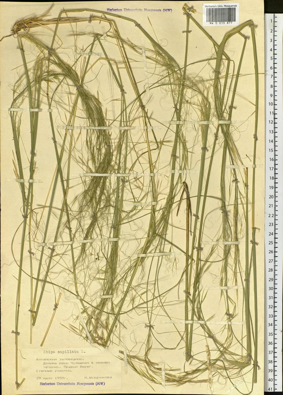 Stipa capillata L., Siberia, Altai & Sayany Mountains (S2) (Russia)