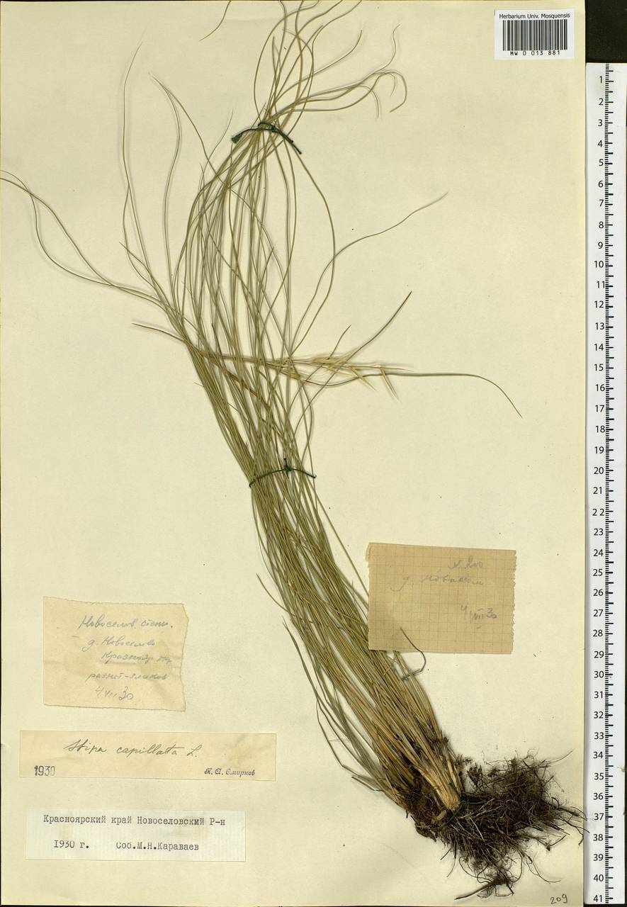 Stipa capillata L., Siberia, Altai & Sayany Mountains (S2) (Russia)