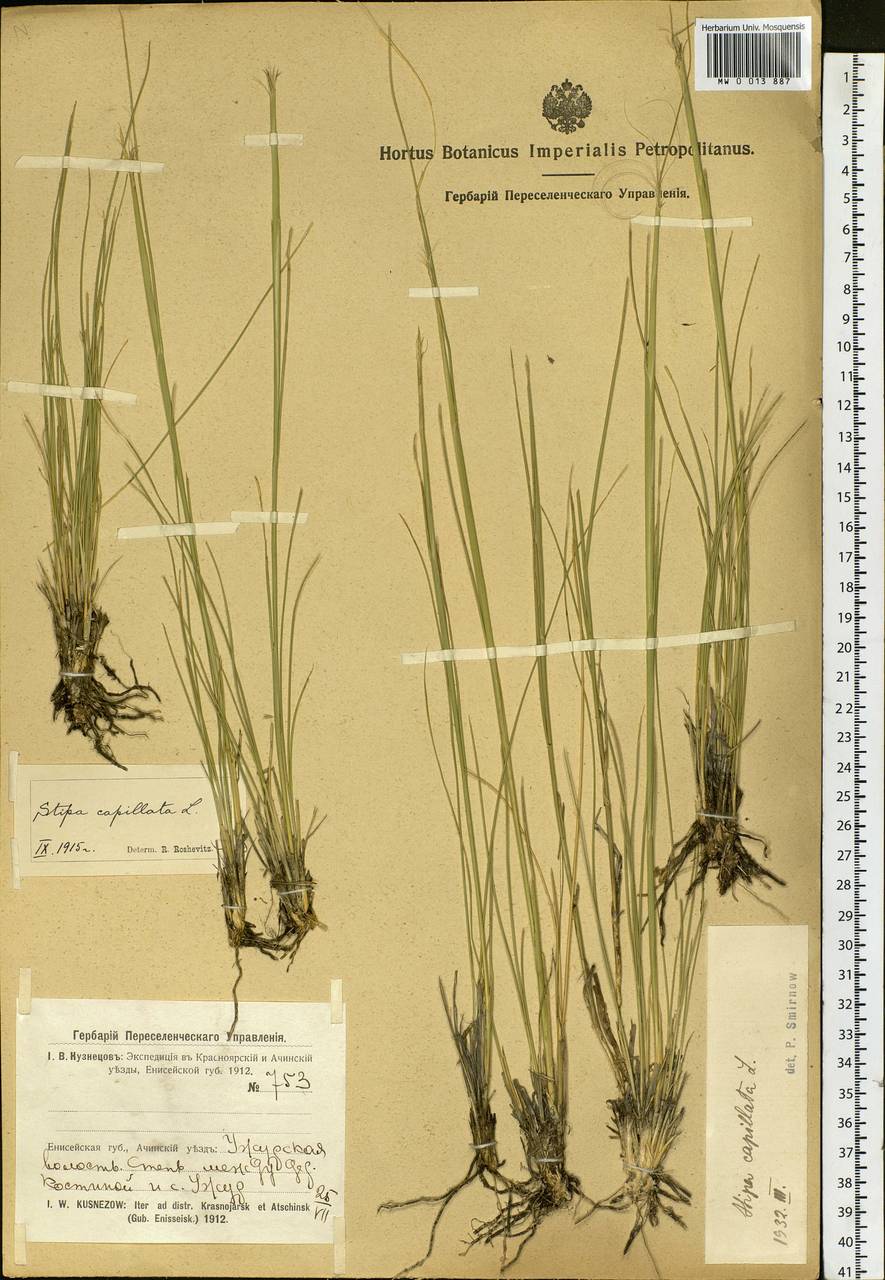 Stipa capillata L., Siberia, Altai & Sayany Mountains (S2) (Russia)
