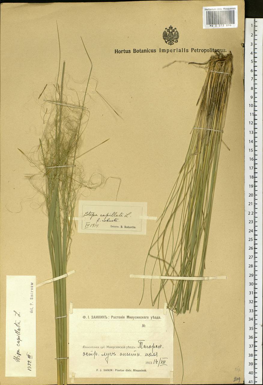 Stipa capillata L., Siberia, Altai & Sayany Mountains (S2) (Russia)