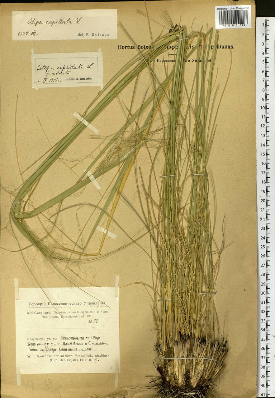 Stipa capillata L., Siberia, Altai & Sayany Mountains (S2) (Russia)