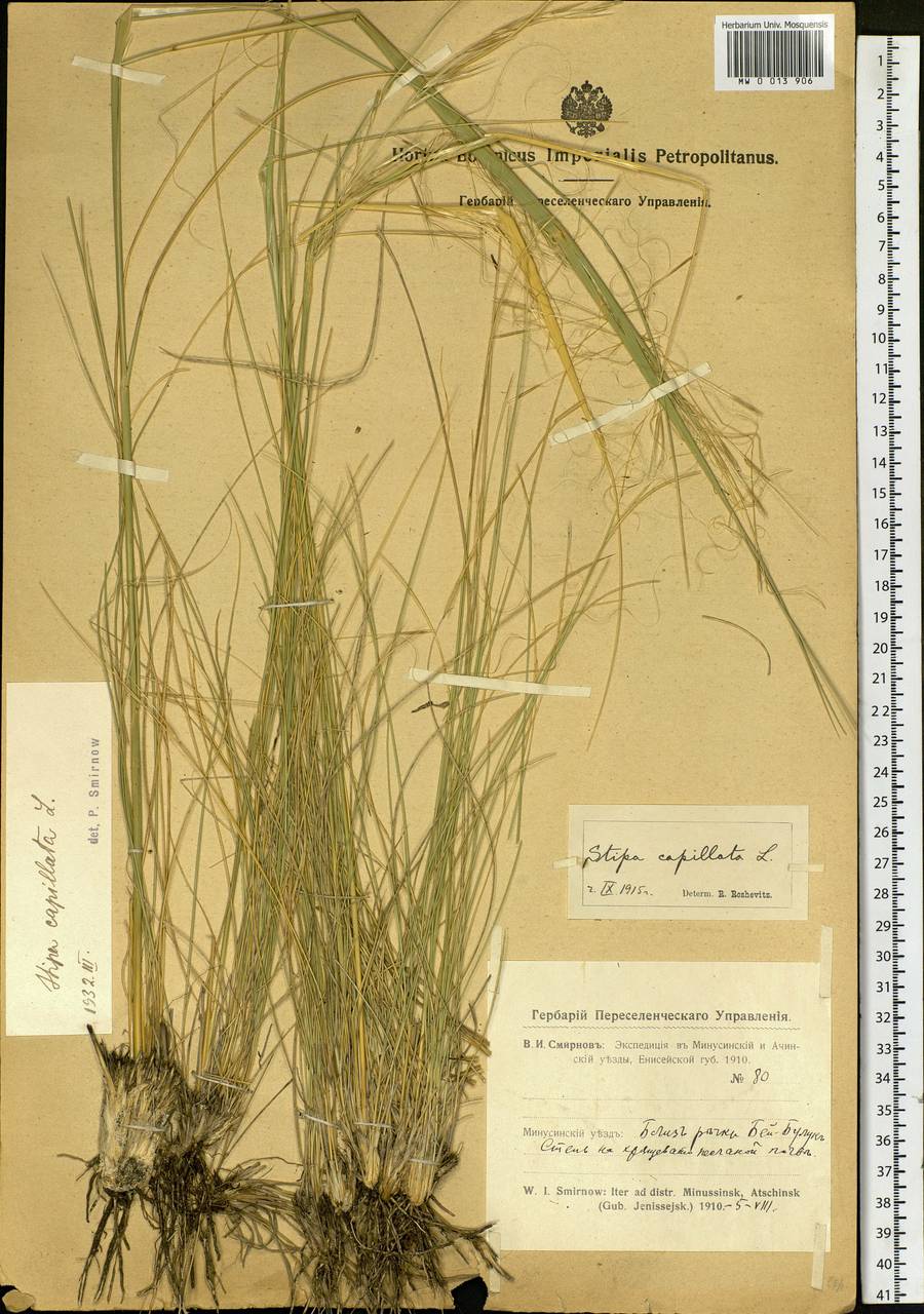 Stipa capillata L., Siberia, Altai & Sayany Mountains (S2) (Russia)