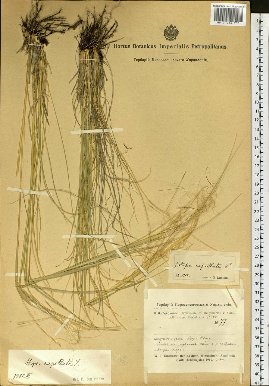 Stipa capillata L., Siberia, Altai & Sayany Mountains (S2) (Russia)