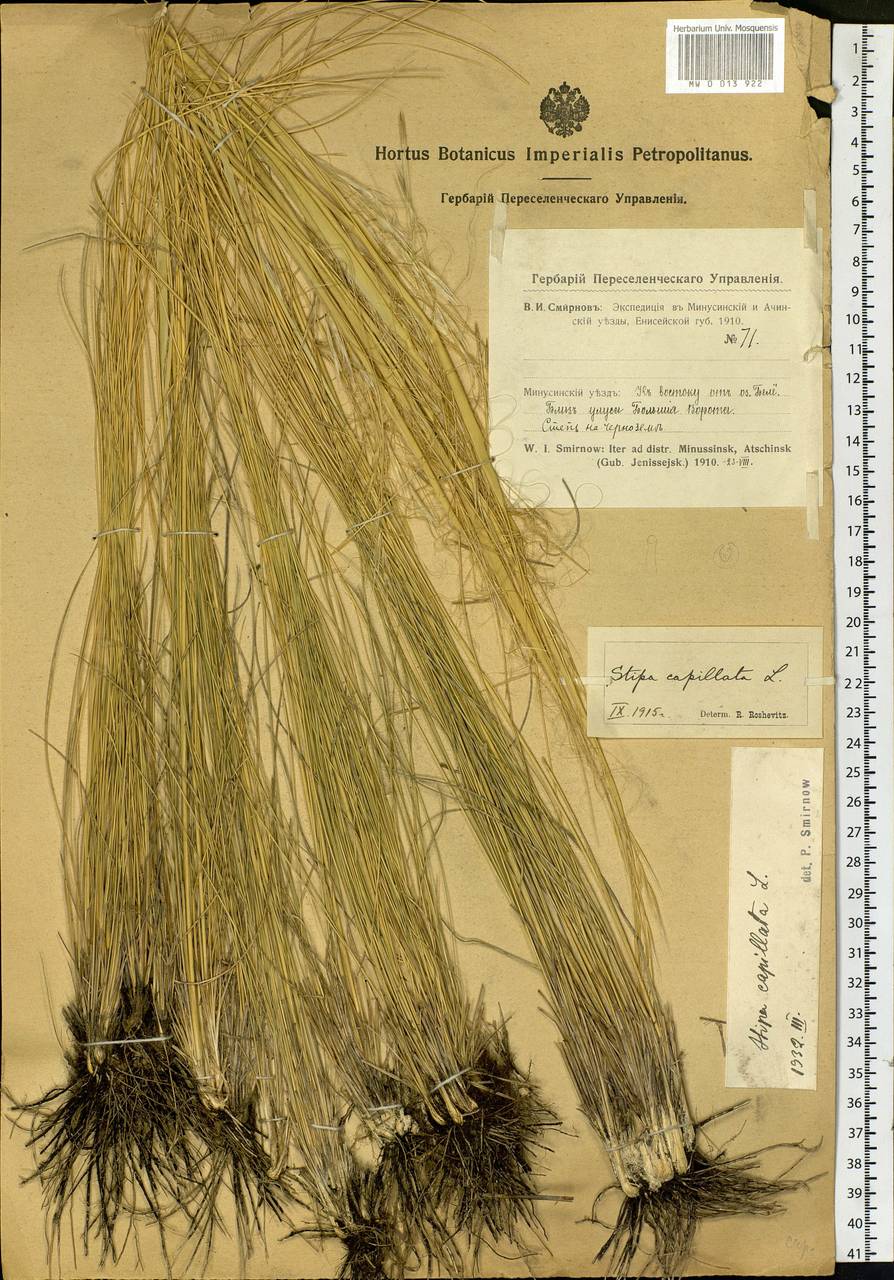 Stipa capillata L., Siberia, Altai & Sayany Mountains (S2) (Russia)