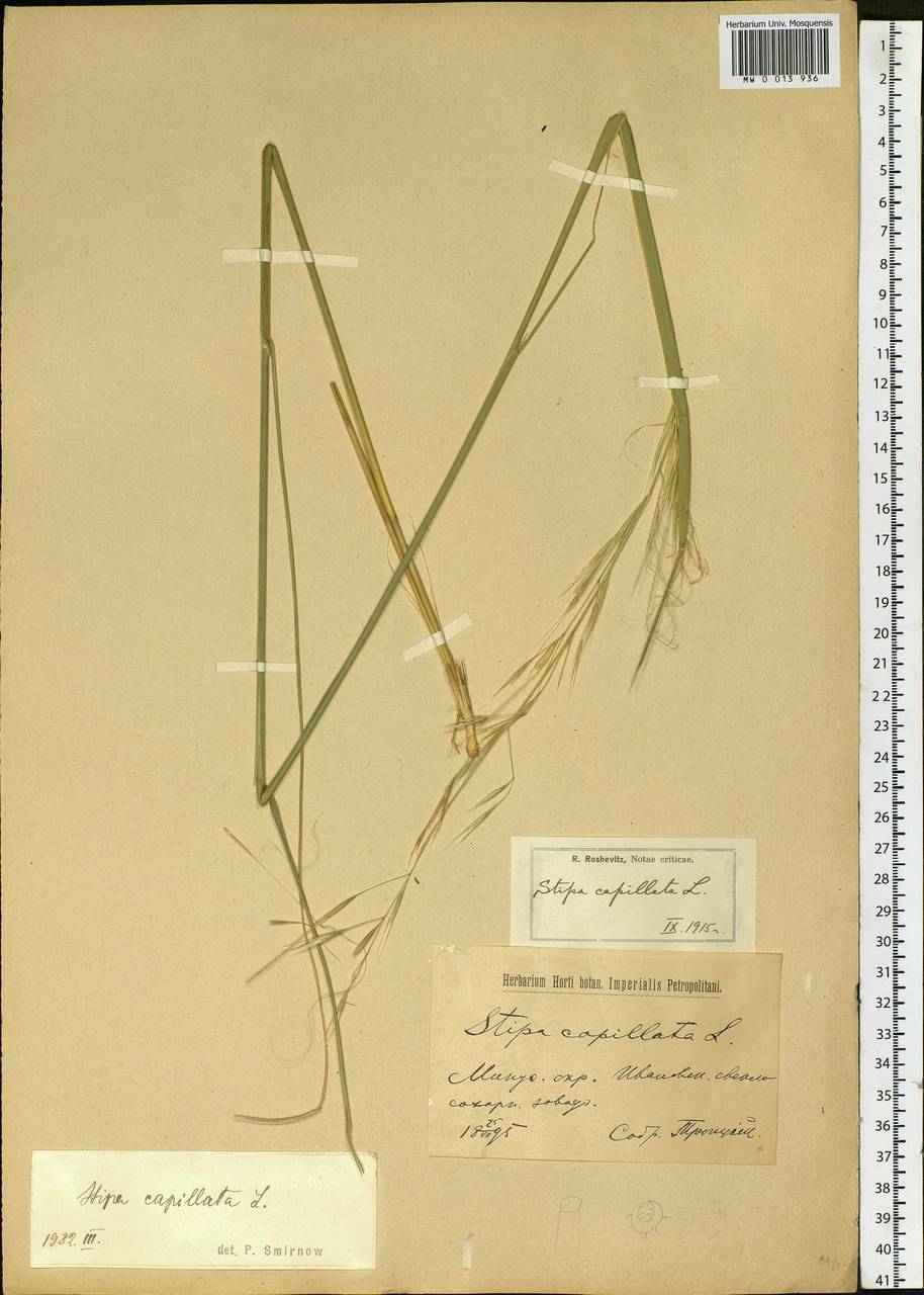 Stipa capillata L., Siberia, Altai & Sayany Mountains (S2) (Russia)