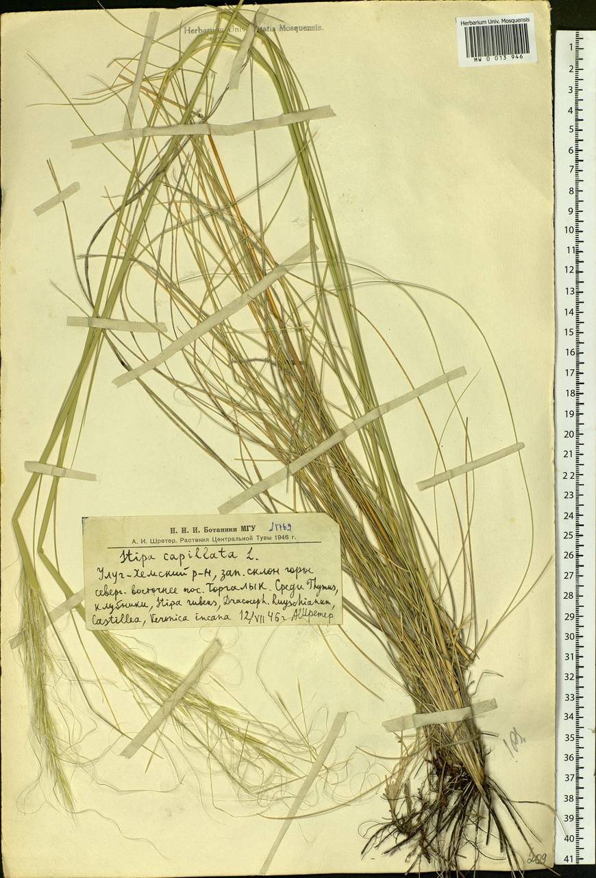Stipa capillata L., Siberia, Altai & Sayany Mountains (S2) (Russia)