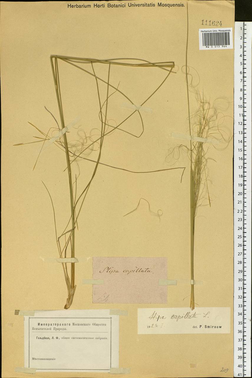 Stipa capillata L., Siberia (no precise locality) (S0) (Russia)