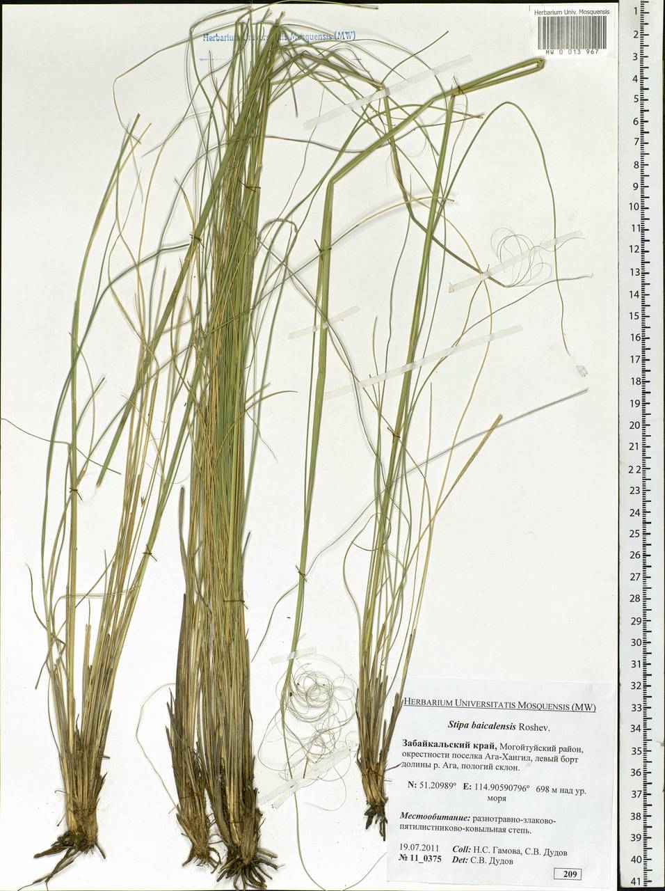 Stipa baicalensis Roshev., Siberia, Baikal & Transbaikal region (S4) (Russia)