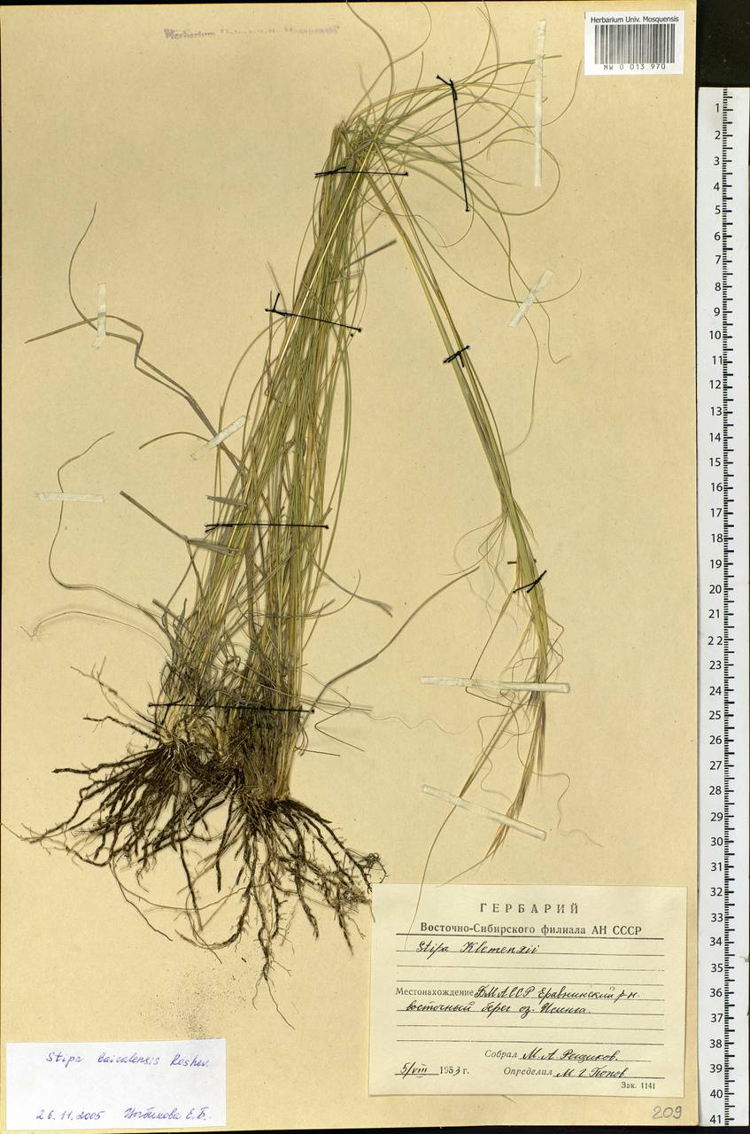 Stipa baicalensis Roshev., Siberia, Baikal & Transbaikal region (S4) (Russia)