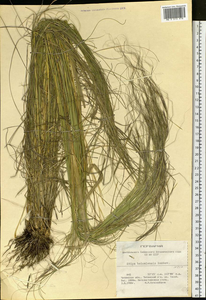 Stipa baicalensis Roshev., Siberia, Baikal & Transbaikal region (S4) (Russia)