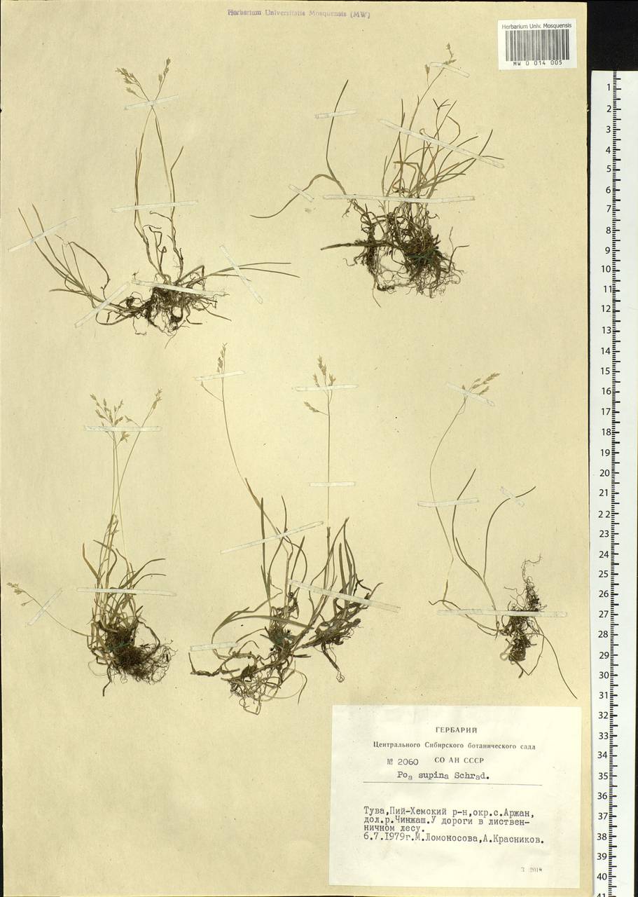 Poa supina Schrad., Siberia, Altai & Sayany Mountains (S2) (Russia)