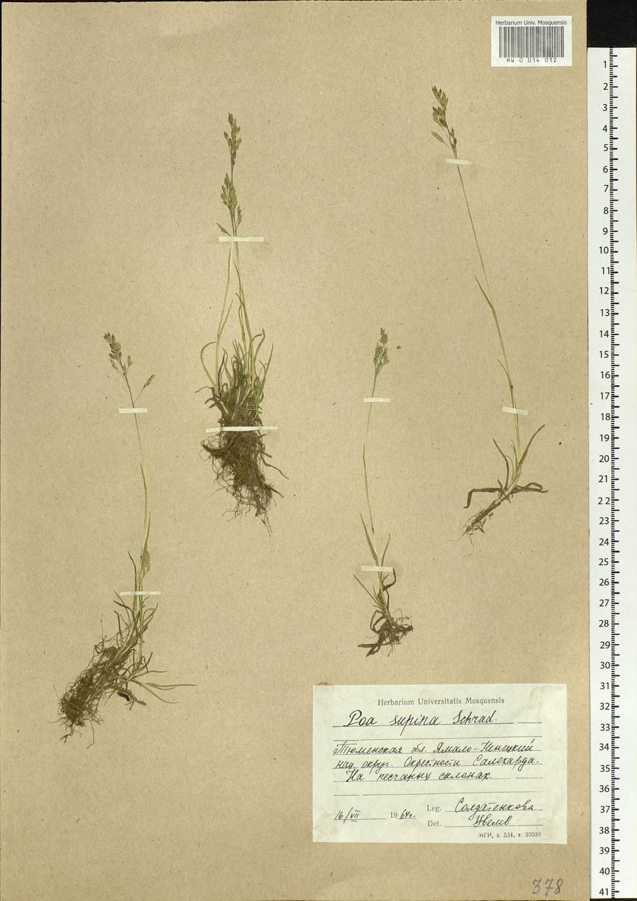 Poa supina Schrad., Siberia, Western Siberia (S1) (Russia)
