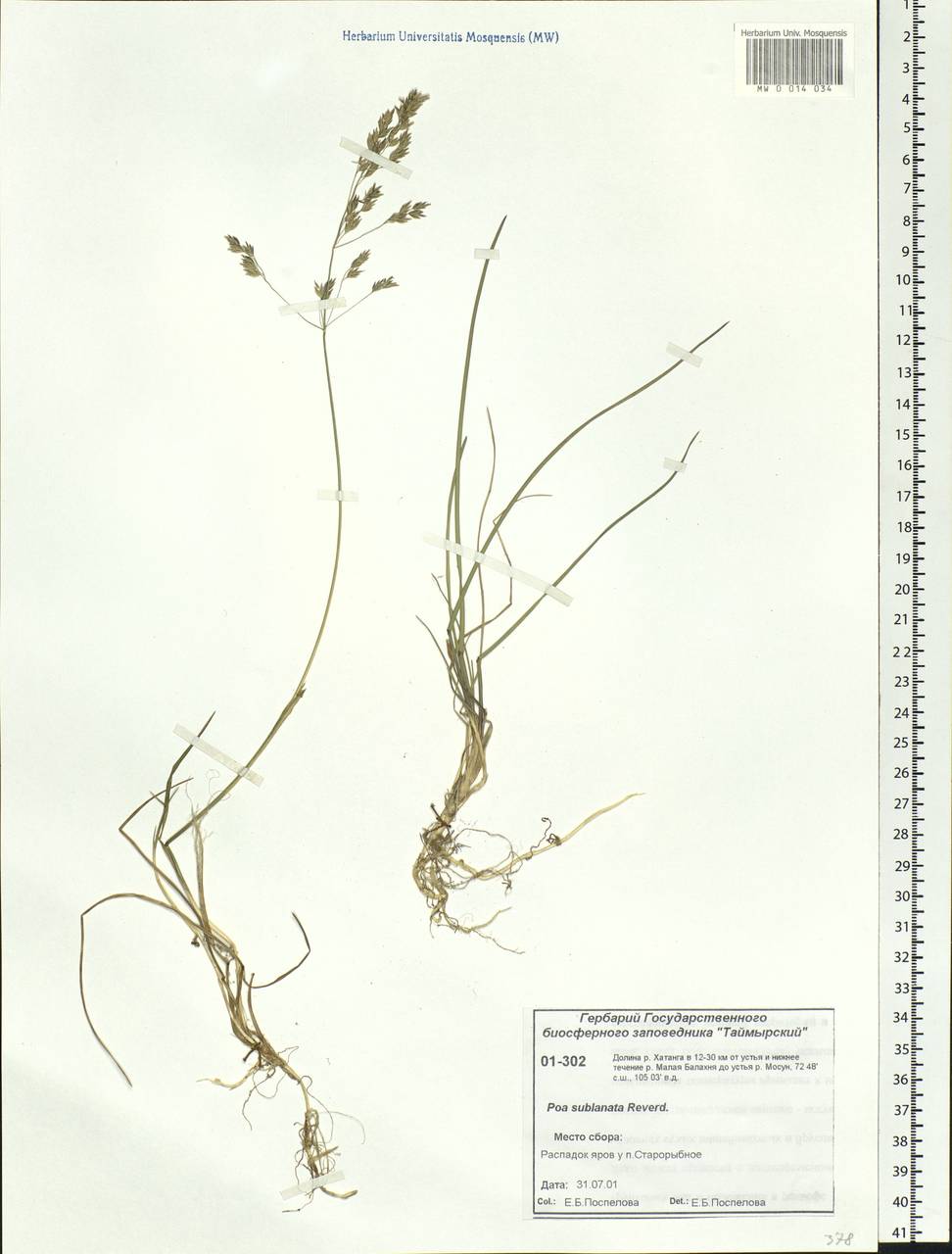 Poa sublanata Reverd., Siberia, Central Siberia (S3) (Russia)