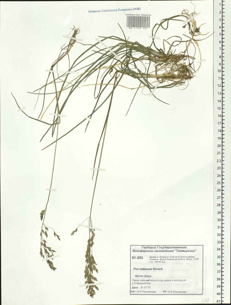 Poa sublanata Reverd., Siberia, Central Siberia (S3) (Russia)