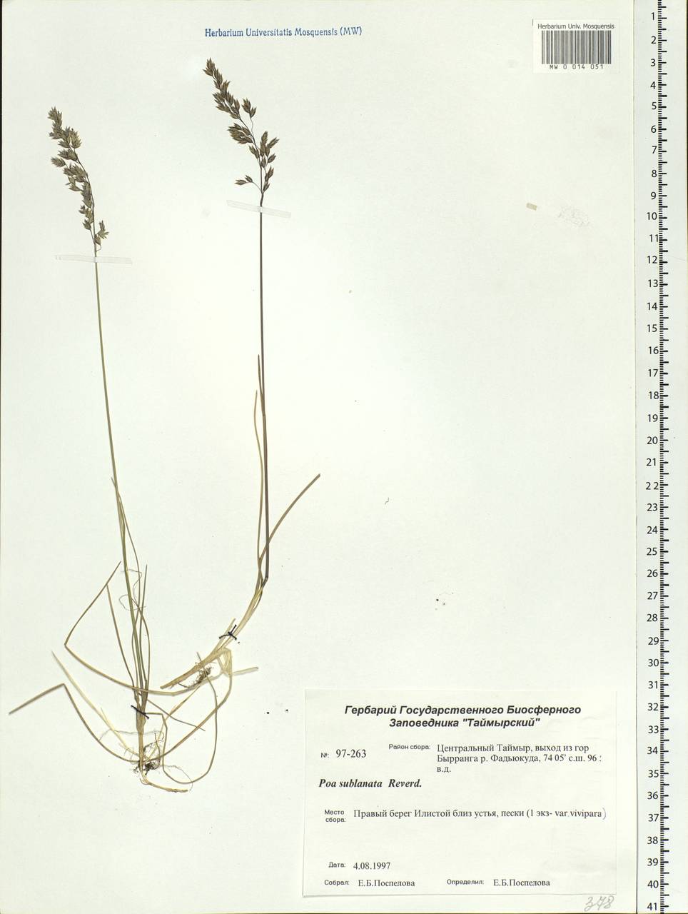 Poa sublanata Reverd., Siberia, Central Siberia (S3) (Russia)