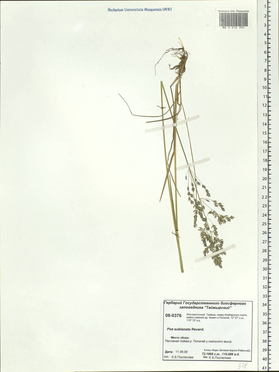 Poa sublanata Reverd., Siberia, Central Siberia (S3) (Russia)