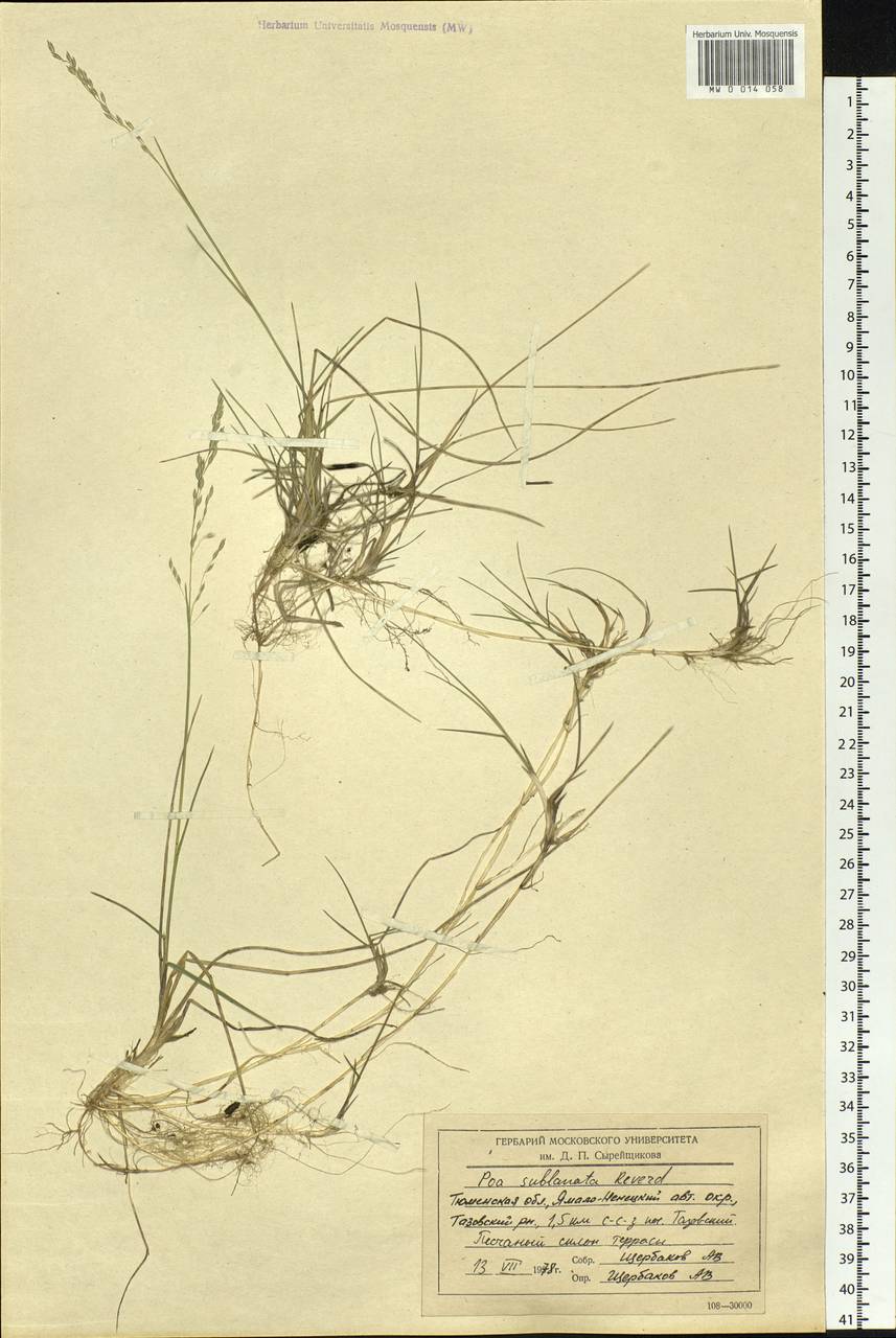 Poa sublanata Reverd., Siberia, Western Siberia (S1) (Russia)