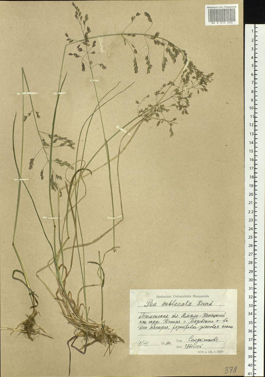Poa sublanata Reverd., Siberia, Western Siberia (S1) (Russia)