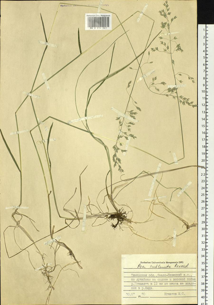 Poa sublanata Reverd., Siberia, Western Siberia (S1) (Russia)