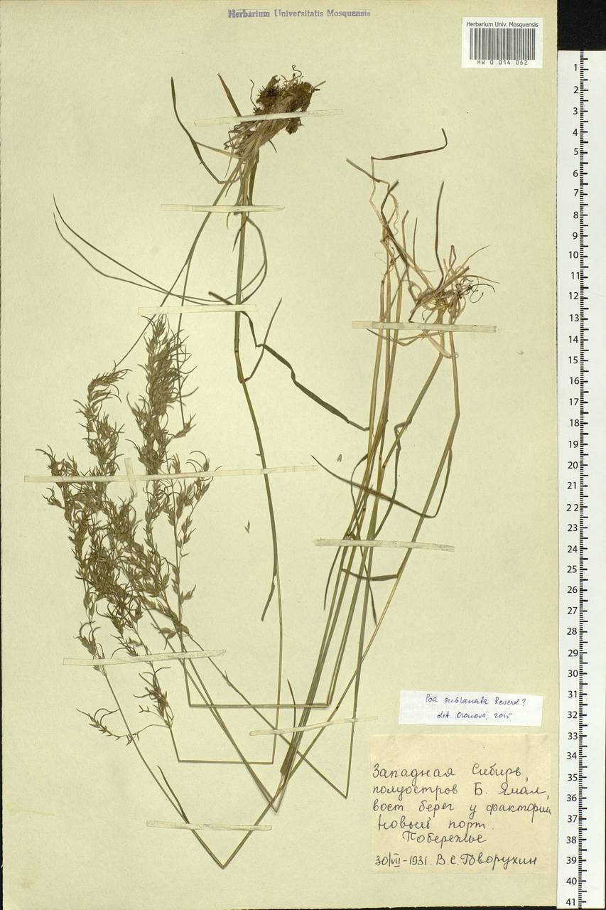 Poa sublanata Reverd., Siberia, Western Siberia (S1) (Russia)