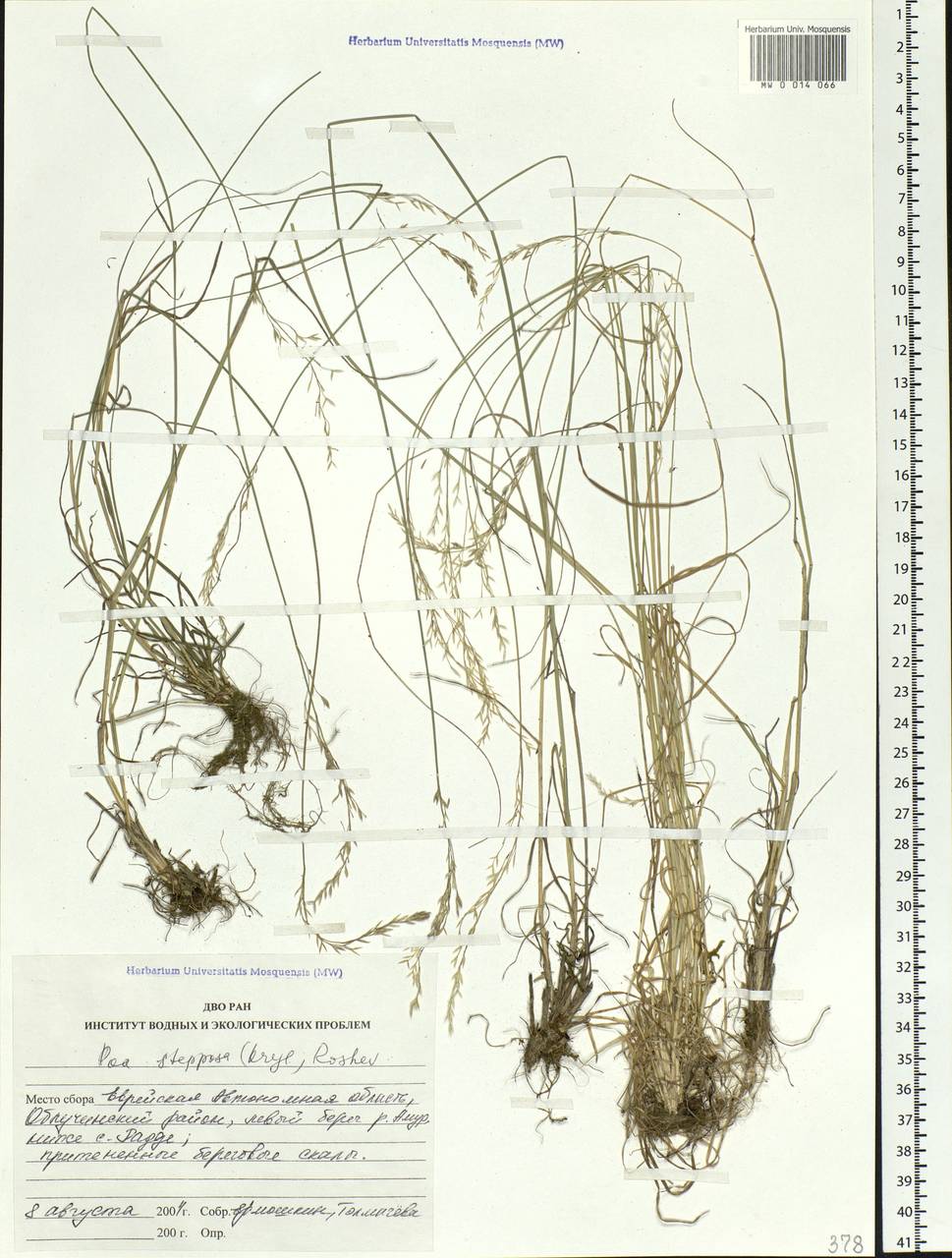 Poa versicolor Besser, Siberia, Russian Far East (S6) (Russia)
