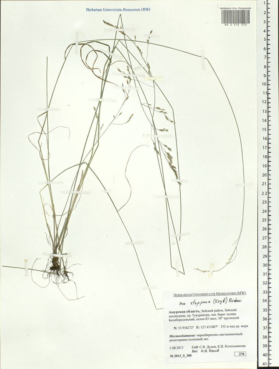 Poa versicolor Besser, Siberia, Russian Far East (S6) (Russia)