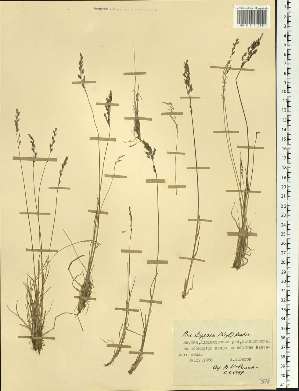 Poa versicolor Besser, Siberia, Yakutia (S5) (Russia)