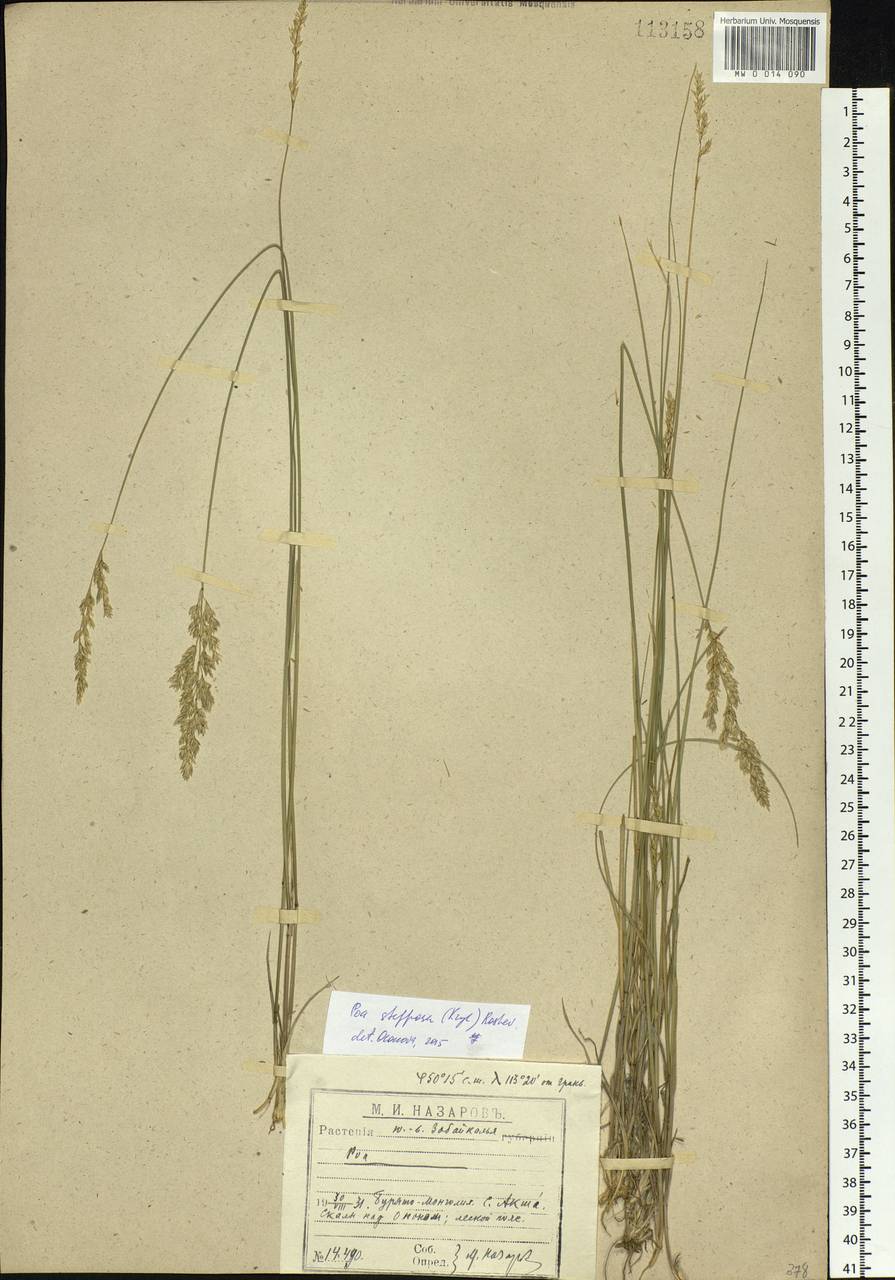 Poa versicolor Besser, Siberia, Baikal & Transbaikal region (S4) (Russia)