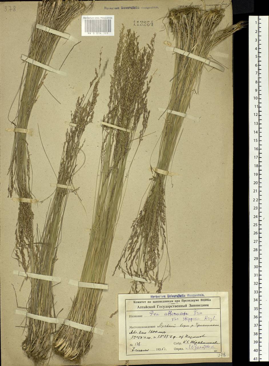 Poa versicolor Besser, Siberia, Altai & Sayany Mountains (S2) (Russia)