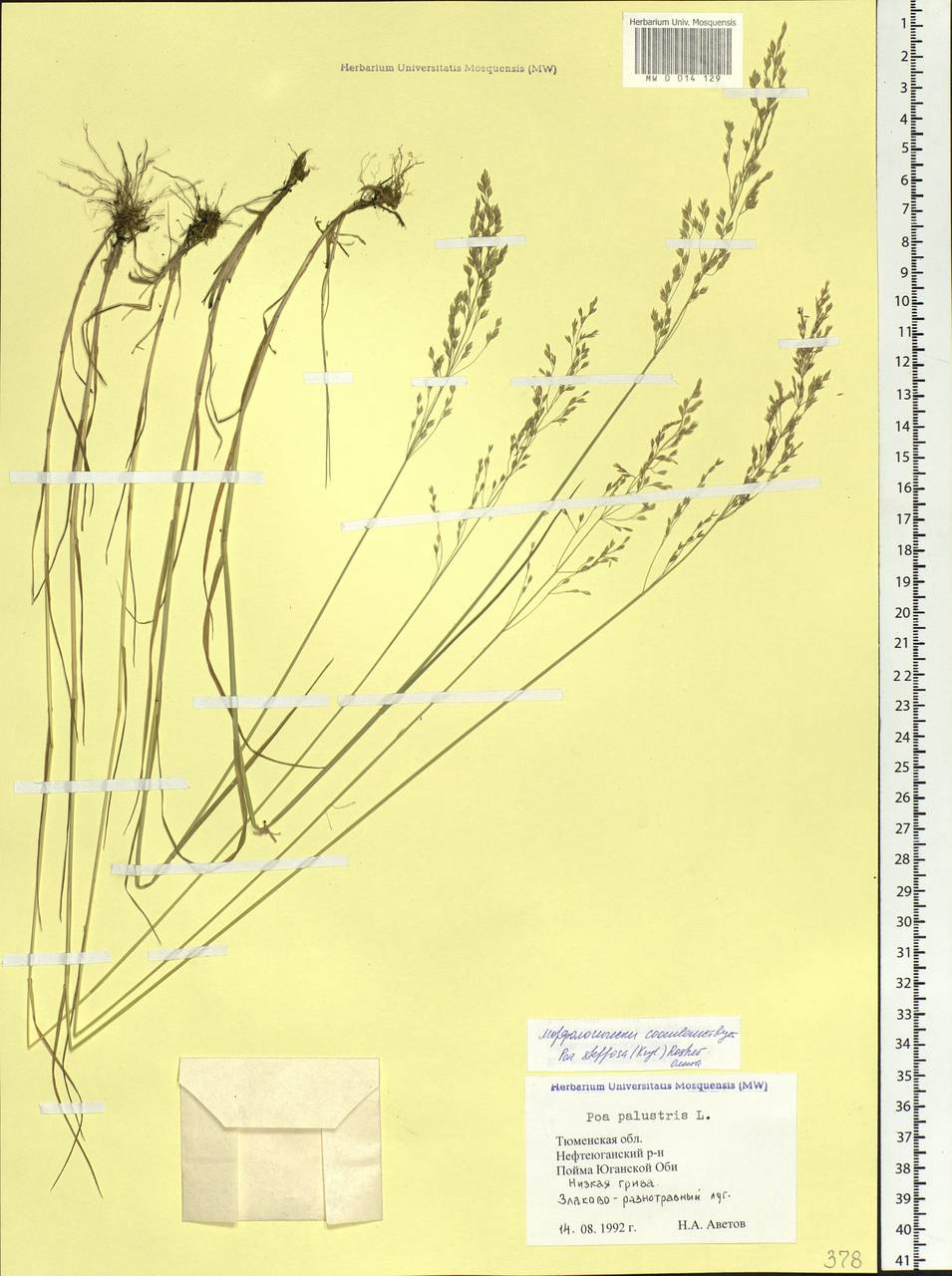 Poa versicolor Besser, Siberia, Western Siberia (S1) (Russia)